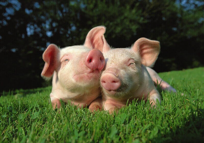 800-pigs-in-grass1.jpg