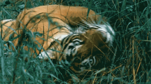 badass_facts_about_tiger_23.gif