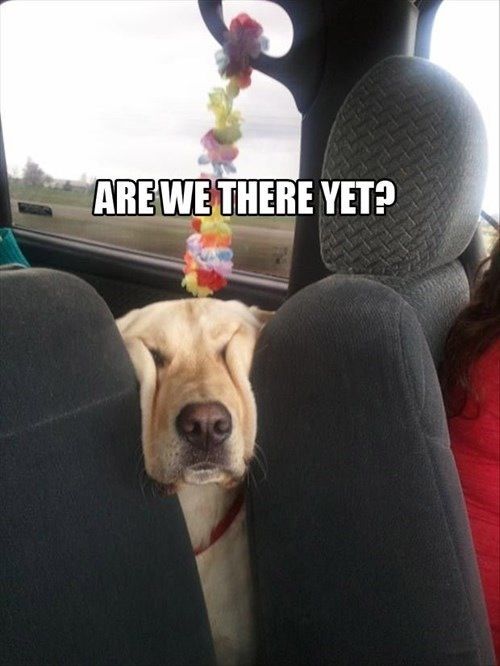 f602717e13d6728facdd356aa0b7173f--road-trips-funny-animal-pictures.jpg